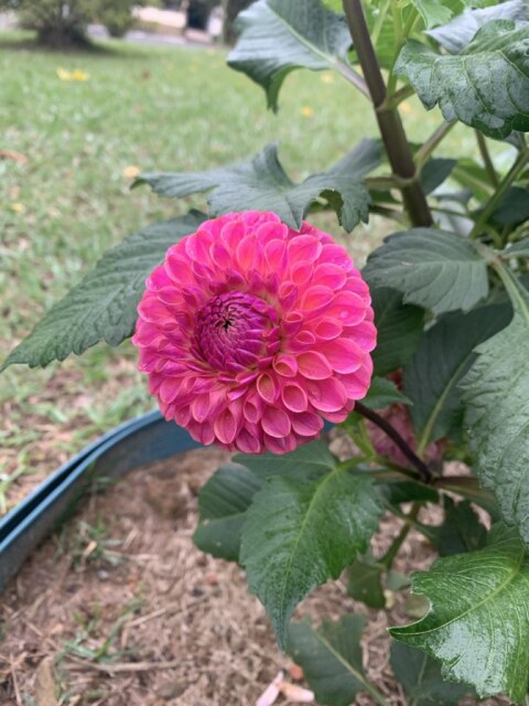 flor-perto-de-casa.jpg flor-perto-de-casa.jpg